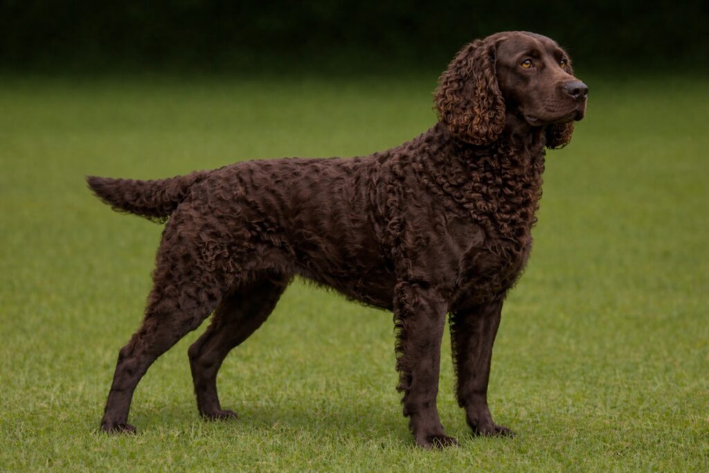 American Water Spaniel