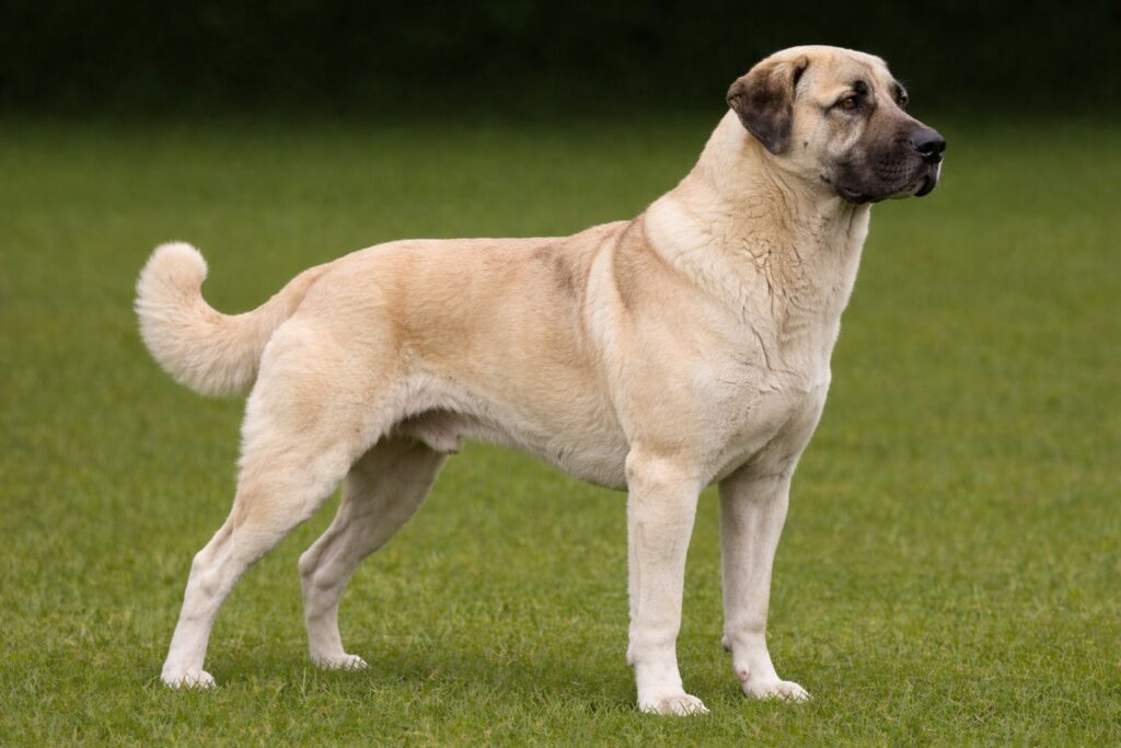 AnatolianShepherdDog PIIC