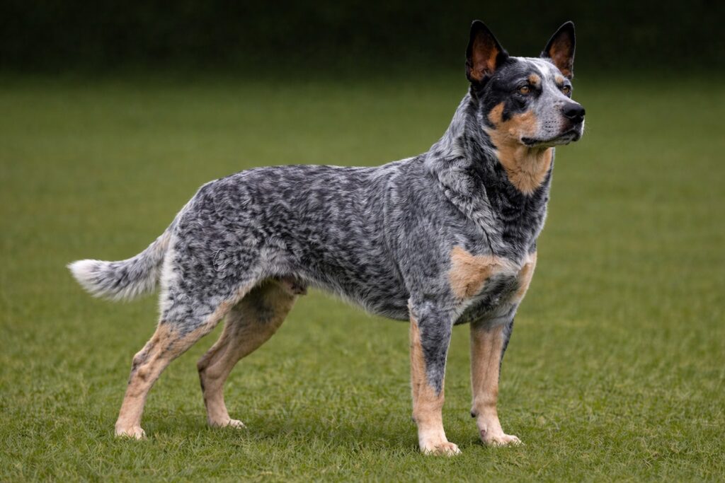 Australian Cattle Dog