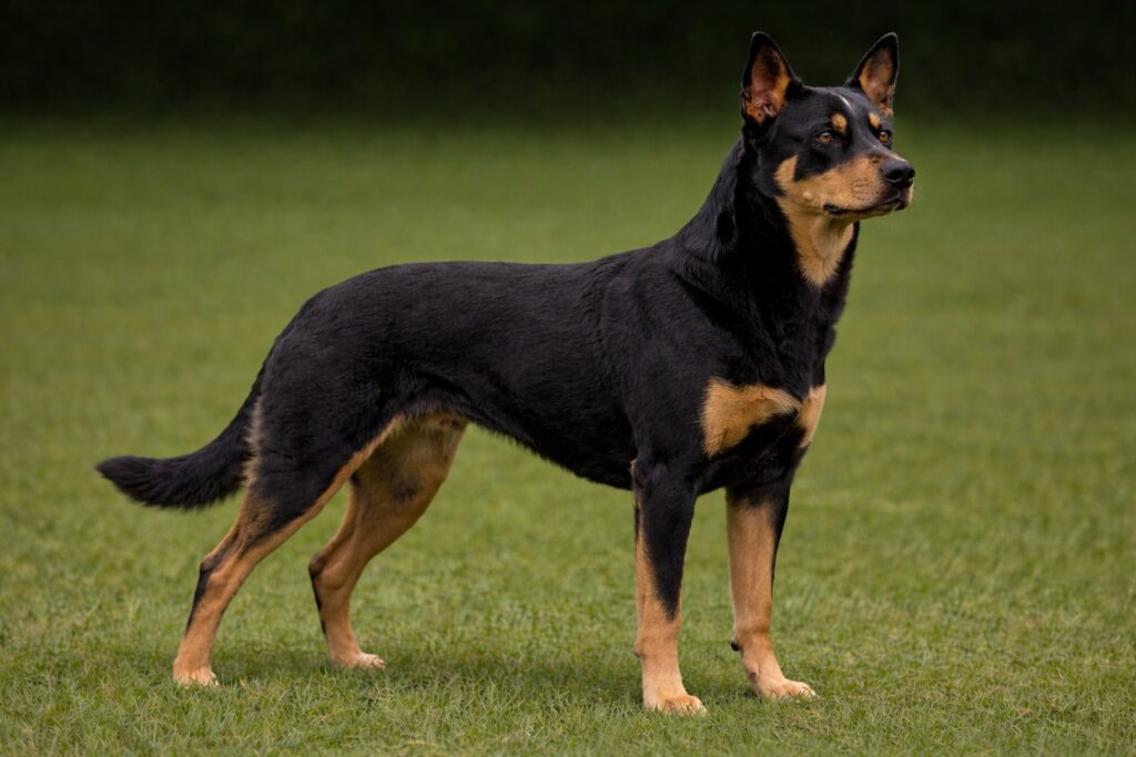 Australian Kelpie pic