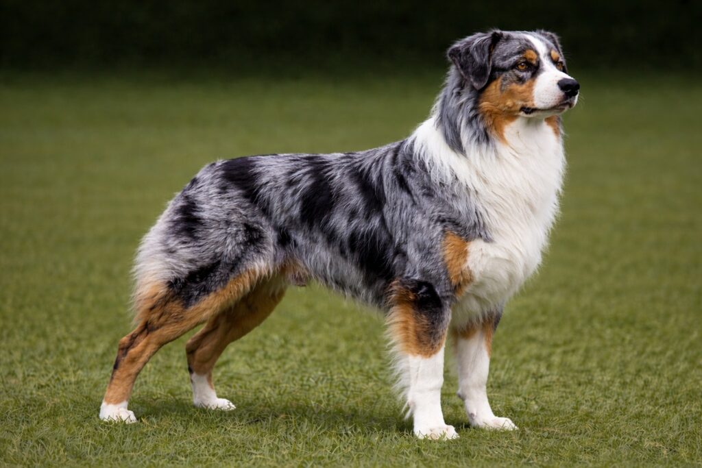 Australian Shepherd