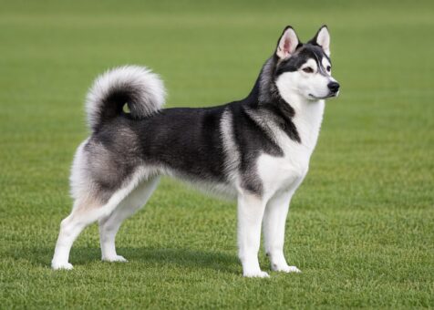 Alaskan Klee Kai