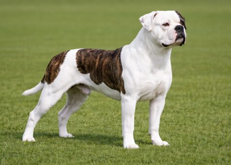 American Bulldog