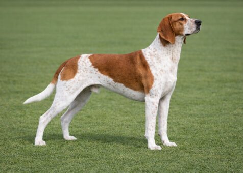 American English Coonhound