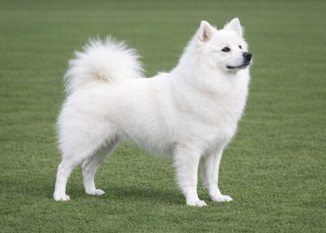 American Eskimo Dog