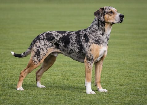 American Leopard Hound