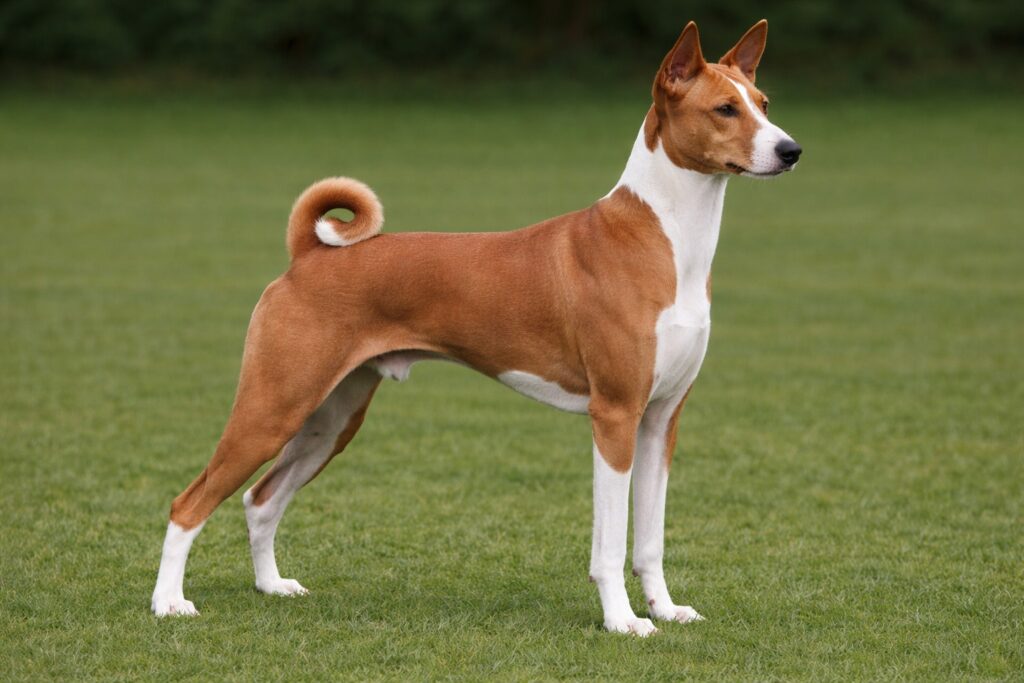 Basenji