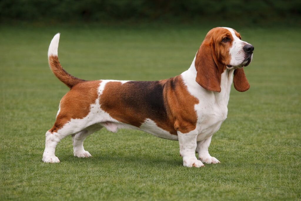 Basset Hound PIC