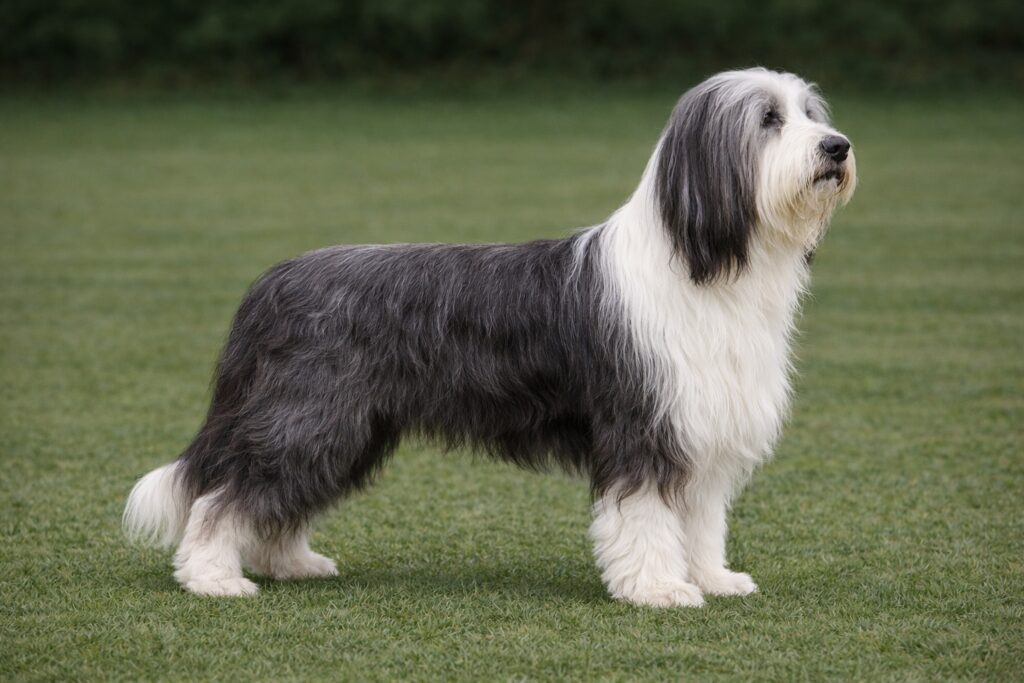 Bearded Collie