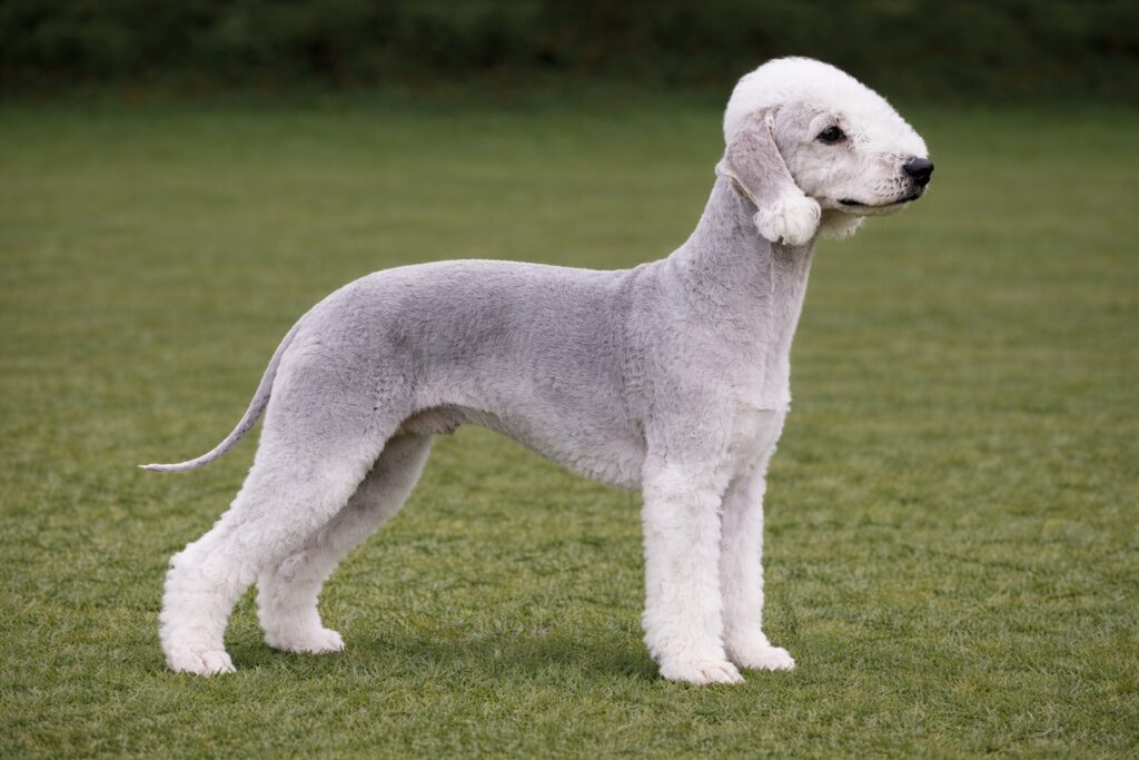 Bedlington Terrier