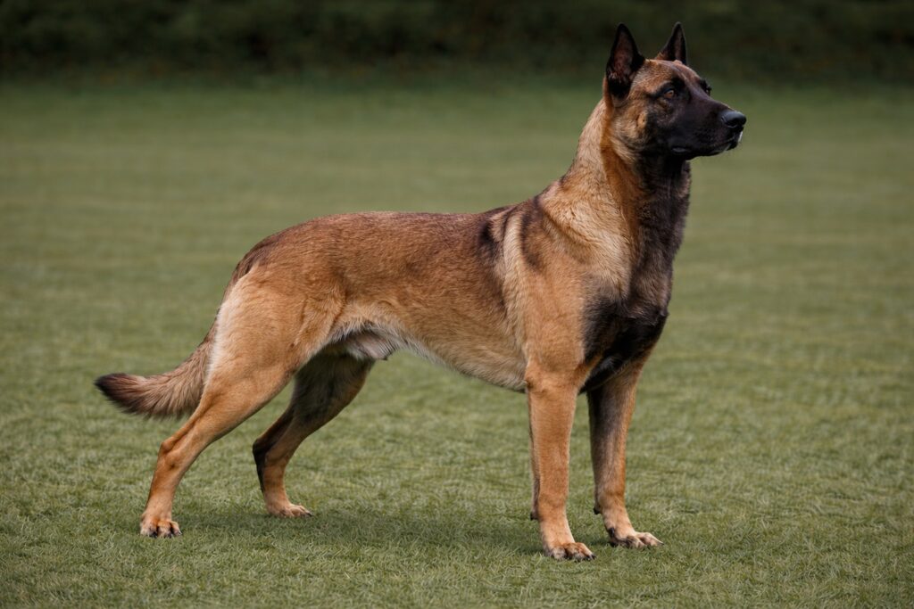 Belgian Malinois