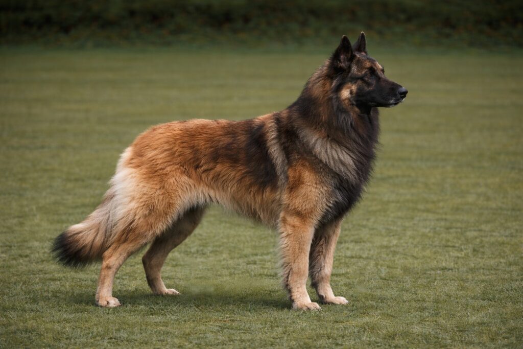 Belgian Tervuren PIC