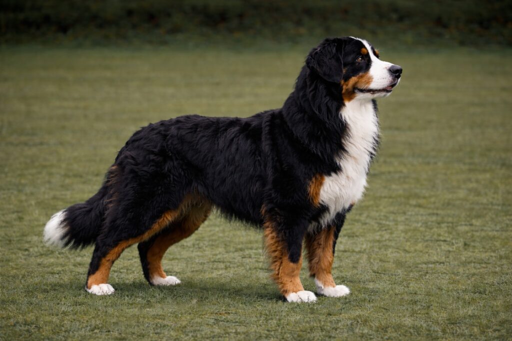 Bernese Mountain Dog
