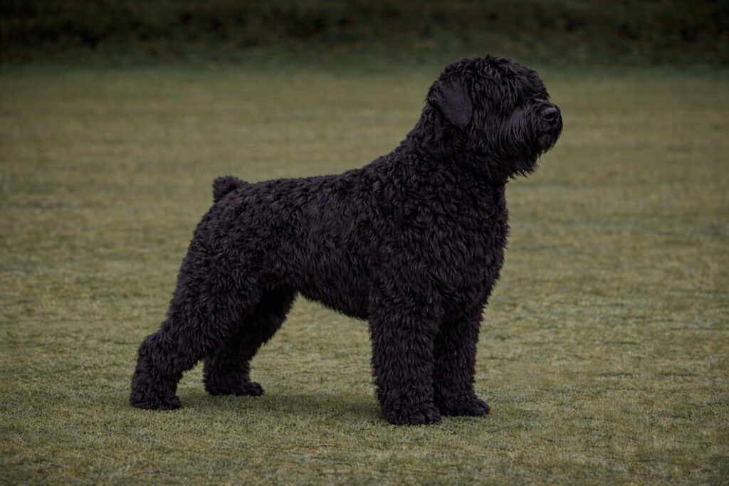 Black Russian Terrier PIC