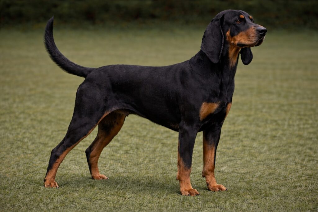 BlackTanCoonhoundPIC