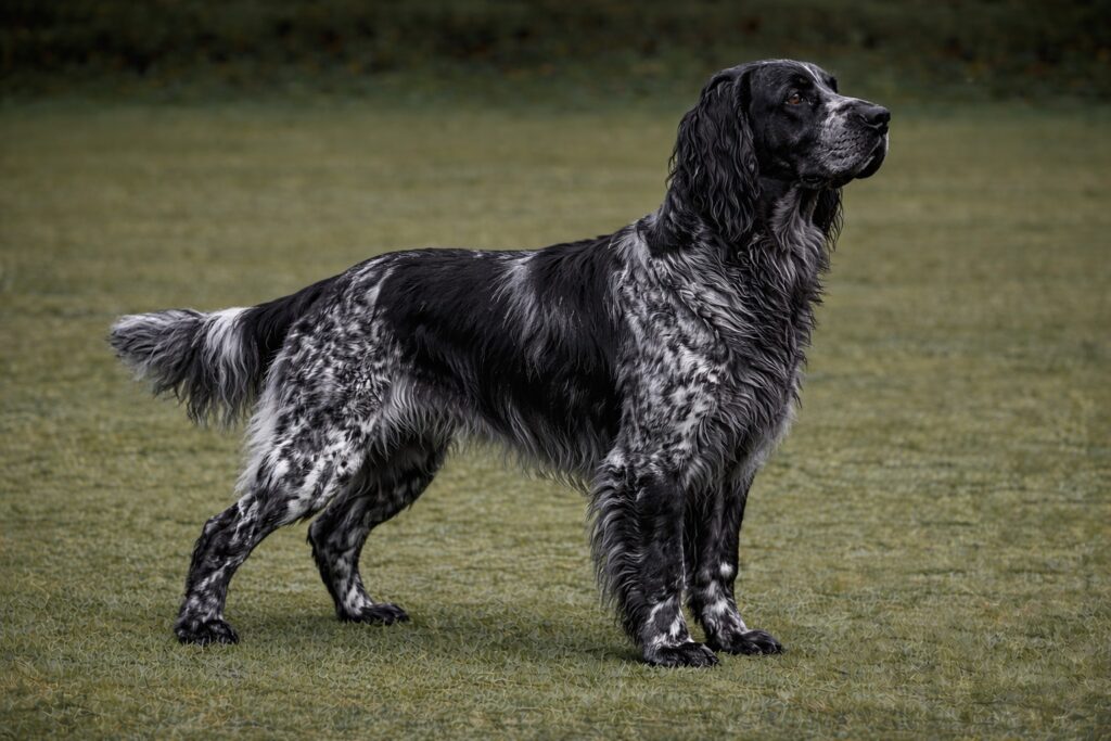 Blue Picardy Spaniel