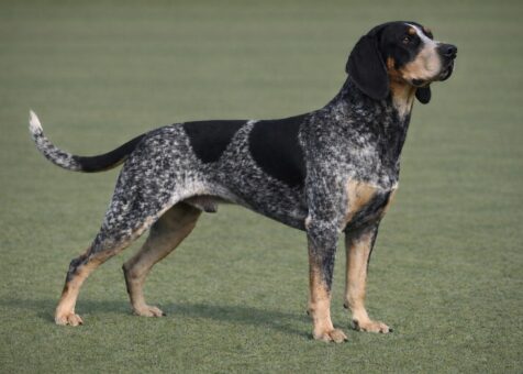 Bluetick Coonhound