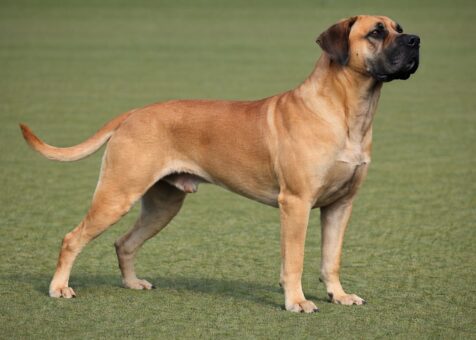 Boerboel