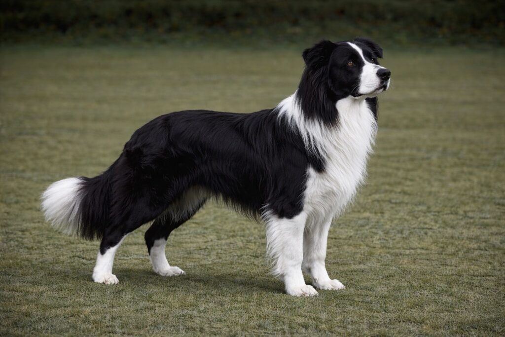 Border Collie