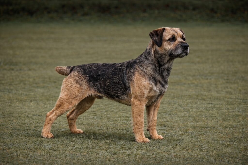 Border Terrier