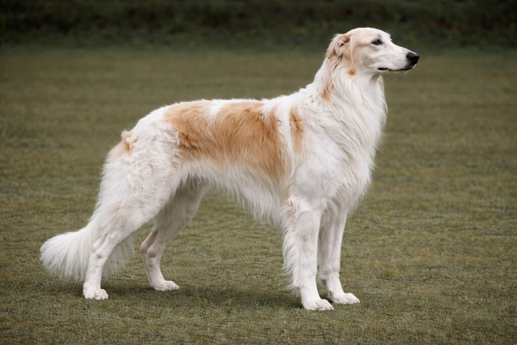 Borzoi PIC