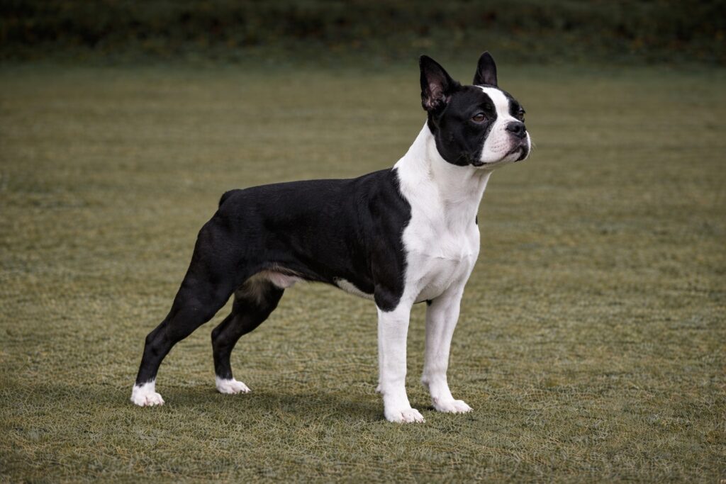 Boston Terrier