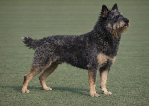 Bouvier des Ardennes