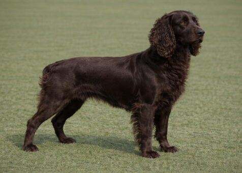 Boykin Spaniel