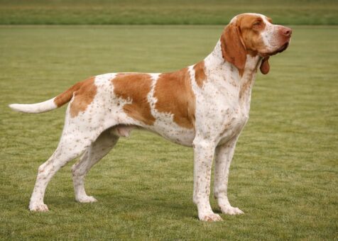 Bracco Italiano