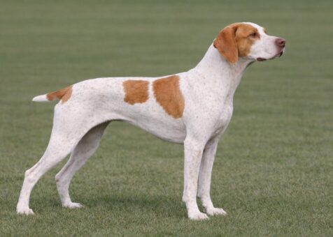 Braque Saint-Germain