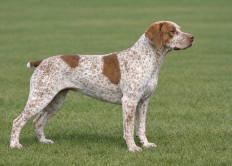 Braque du Bourbonnais