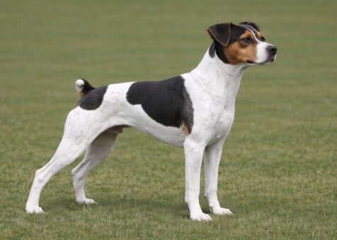 Brazilian Terrier