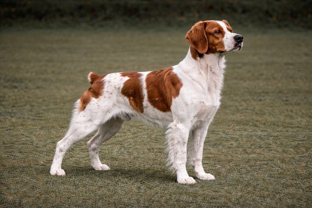 Brittany Spaniel