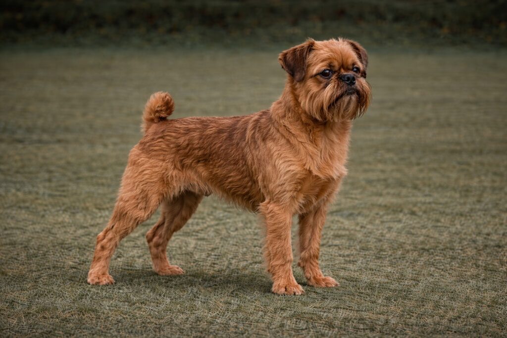 Brussels Griffon