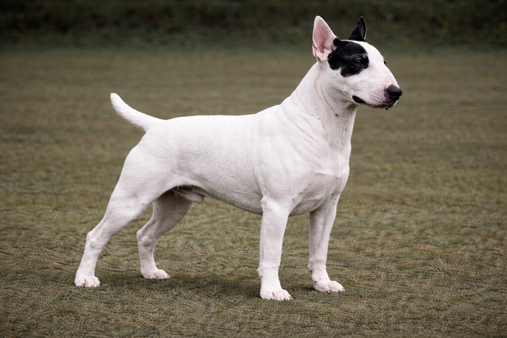 Bull Terrier