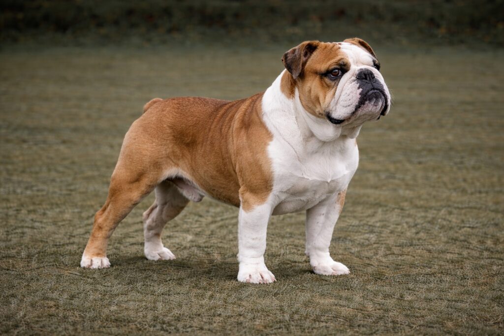 Bulldog
