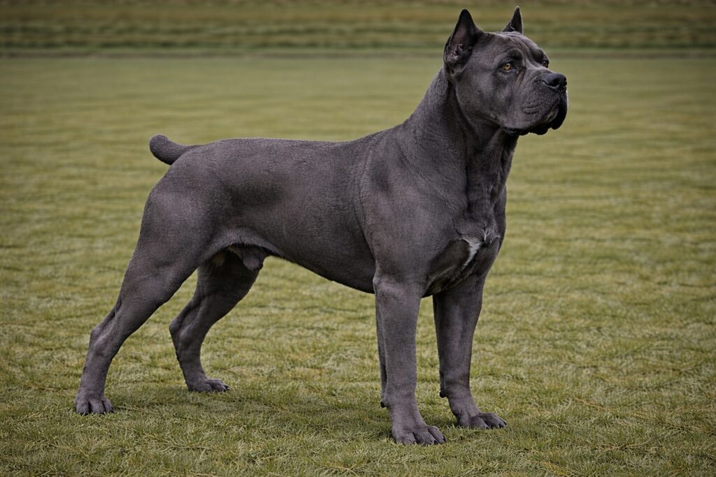 Cane Corso