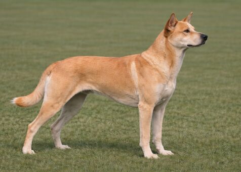 Carolina Dog