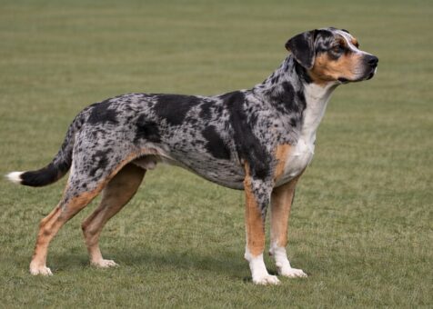 Catahoula Leopard Dog