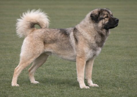 Caucasian Shepherd Dog