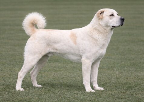 Central Asian Shepherd Dog