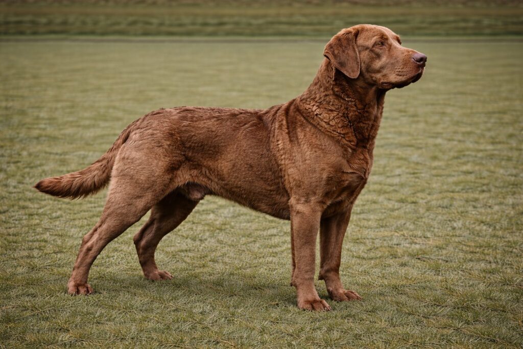 Chesapeake Bay Retriever