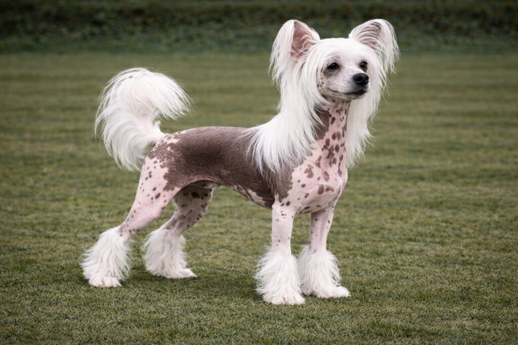 Chinese Crested