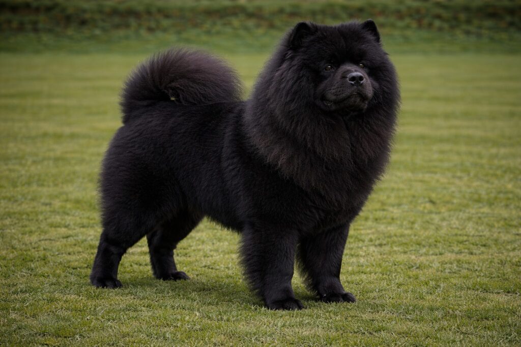 Chow Chow