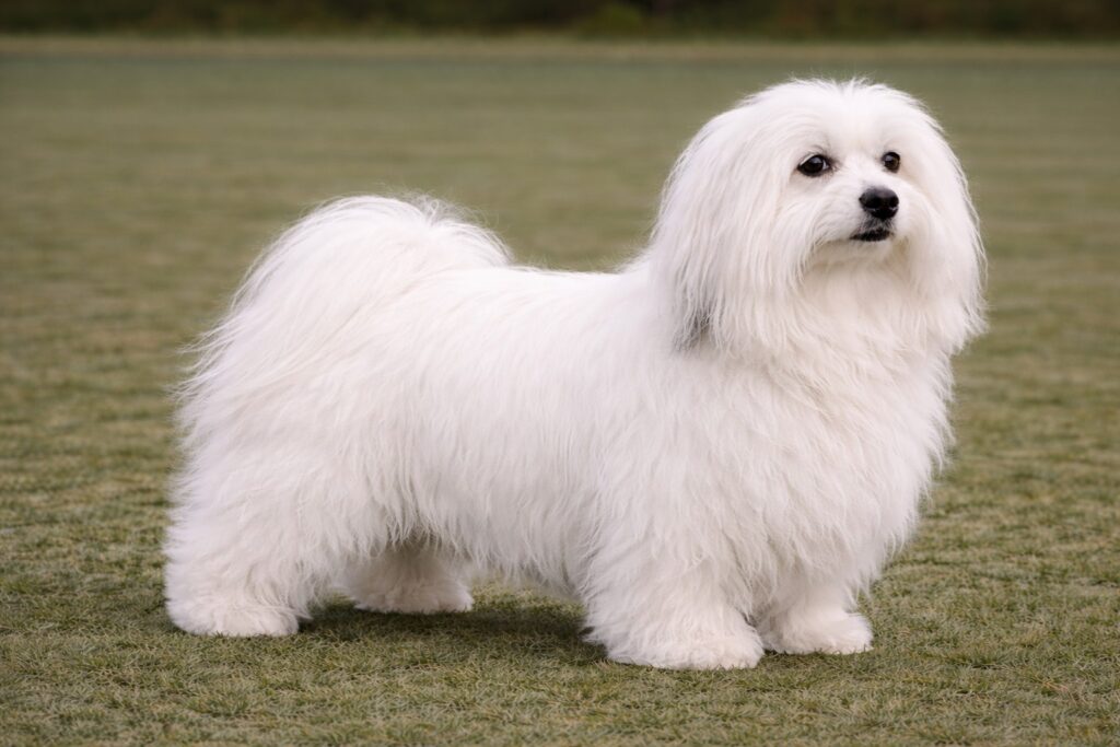 Coton de Tulear