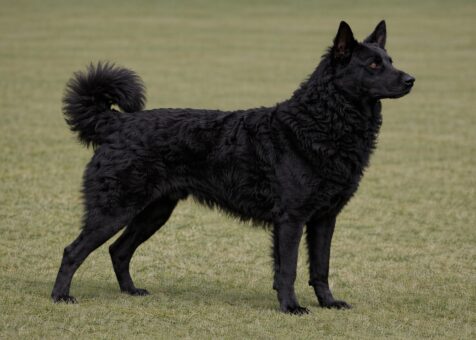 Croatian Sheepdog