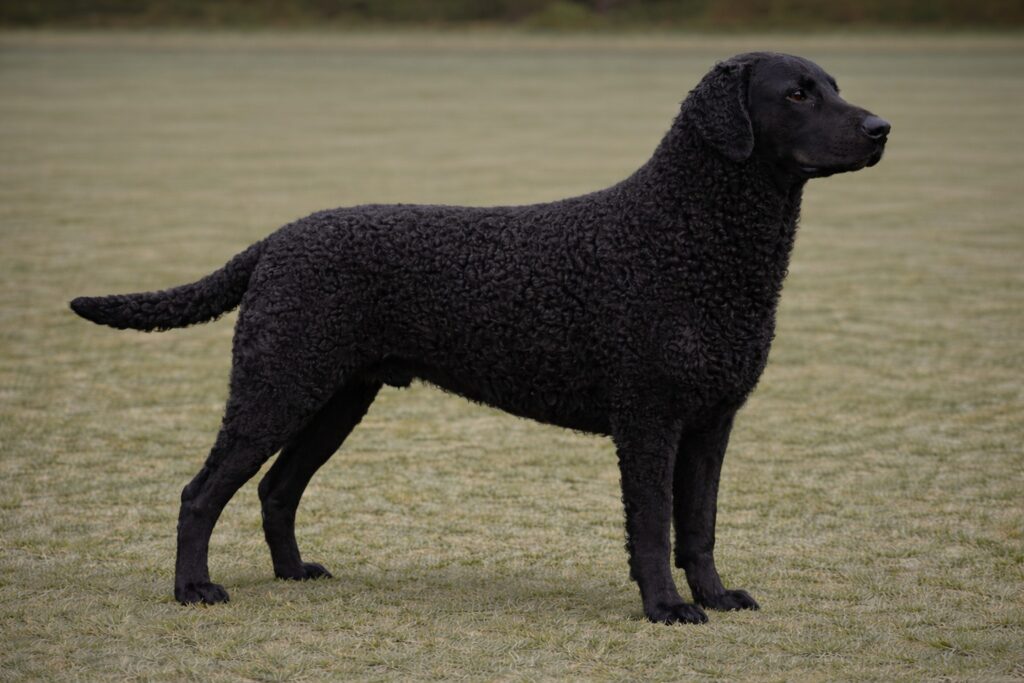 Curly-coated Retriever