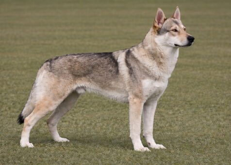 Czechoslovakian Vlciak