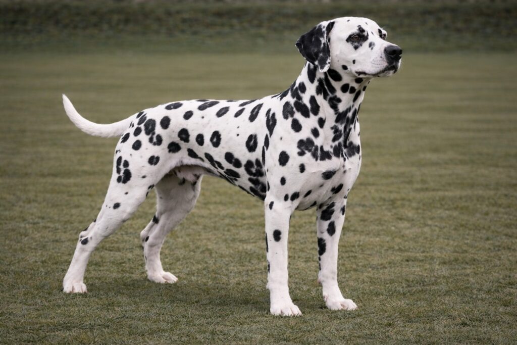Dalmatian
