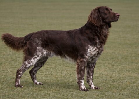 Deutscher Wachtelhund